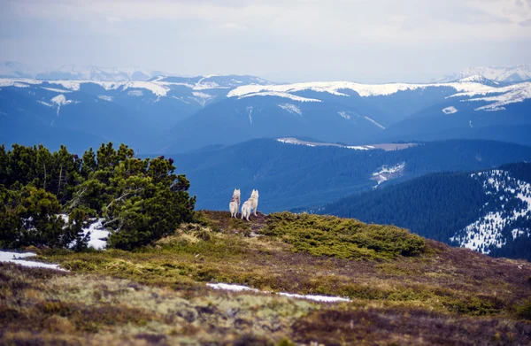 Δύο σκυλιά Σιβηρία σκύλος χάσκεϋ βλέπουν θέα στα Καρπάθια Όρη — Φωτογραφία Αρχείου