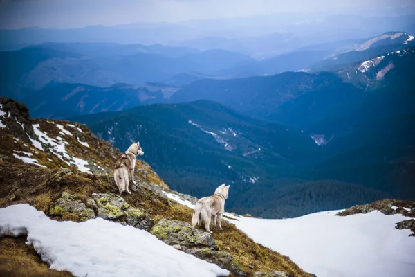 Δύο σκυλιά Σιβηρία σκύλος χάσκεϋ βλέπουν θέα στα Καρπάθια Όρη — Φωτογραφία Αρχείου