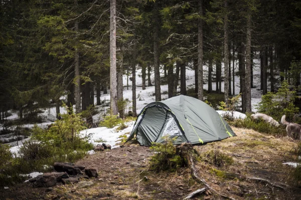 Green tent in the wood — Stock Photo, Image