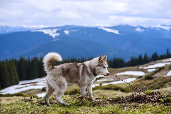 Siberian husky dog — Stock Photo, Image