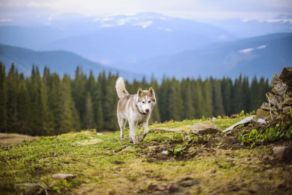 Sibiřský husky pes — Stock fotografie