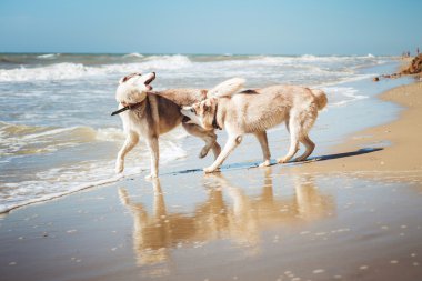 İki Sibirya köpeği. 