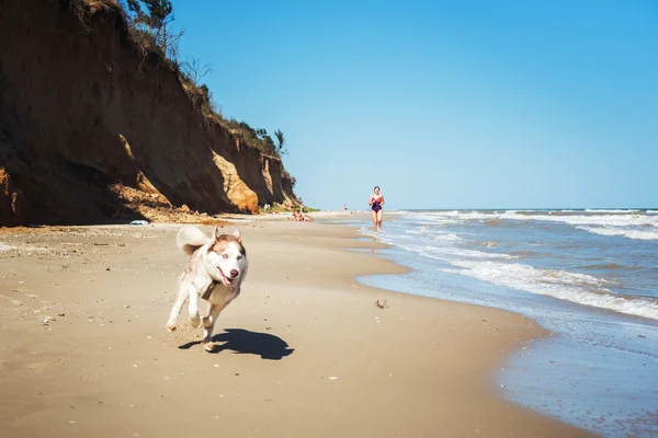 Молода біжить з хаскі собаками на пляжі, дівчина біжить на узбережжі з собаками — стокове фото
