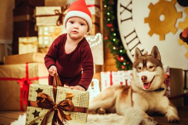 Noel süslemeleri ile oynayan küçük kız ve Sibirya husky köpek sunar