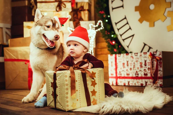 Liten flicka och siberian husky hund leker med presenterar i juldekorationer — Stockfoto