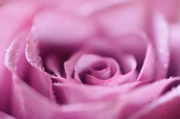 Pink and purple rose — Stock Photo, Image