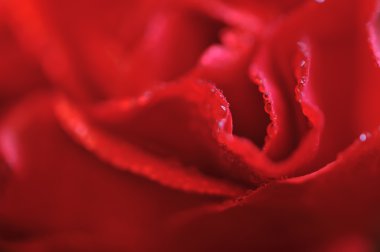 Su damlalı kırmızı gül çiçeği