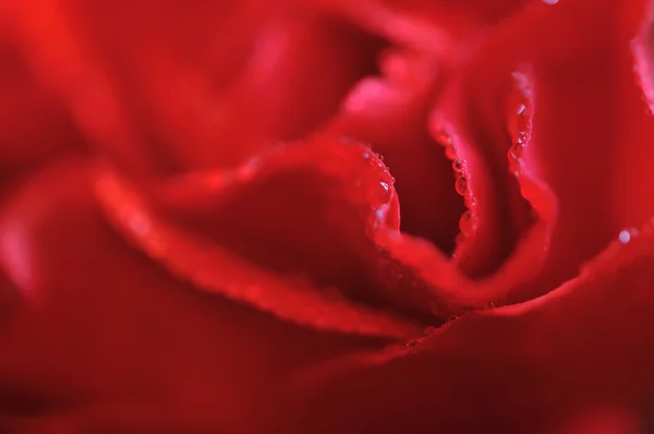 Su damlalı kırmızı gül çiçeği