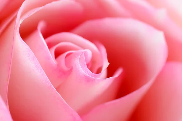 pembe gül çiçeği