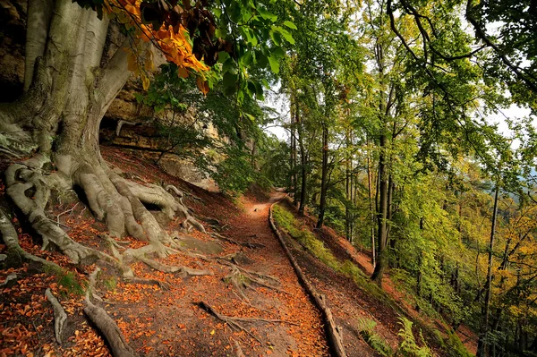 muhteşem sonbahar orman