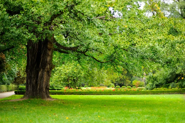 Summer garden — Stock Photo, Image