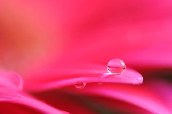 Macro photo of flower with water drop Stock Picture