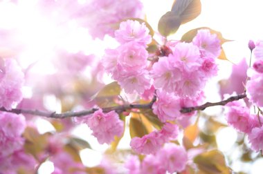 Kiraz çiçeği. Yumuşak odak, arka plan