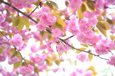 Kiraz çiçeği. Yumuşak odak, arka plan