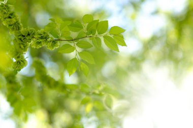 taze yeni yeşil yaprakları parlak güneş ışığı altında