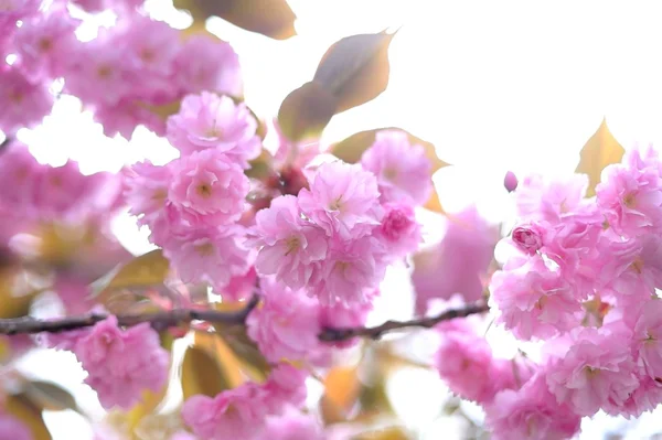 Kiraz çiçeği. Yumuşak odak, arka plan