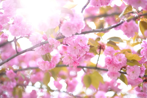 Kiraz çiçeği. Yumuşak odak, arka plan