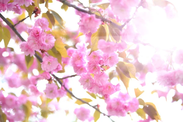 La fleur de cerisier. Mise au point douce, Contexte — Photo