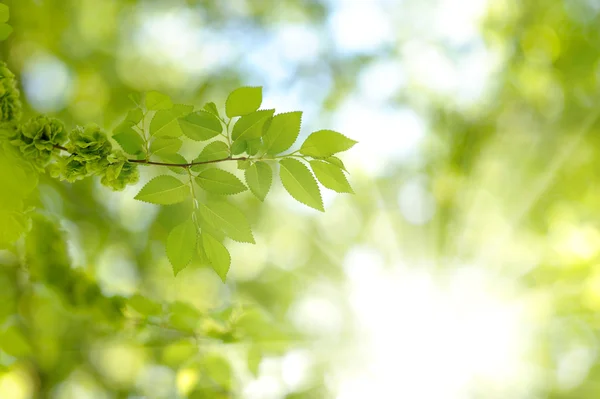 taze yeni yeşil yaprakları parlak güneş ışığı altında