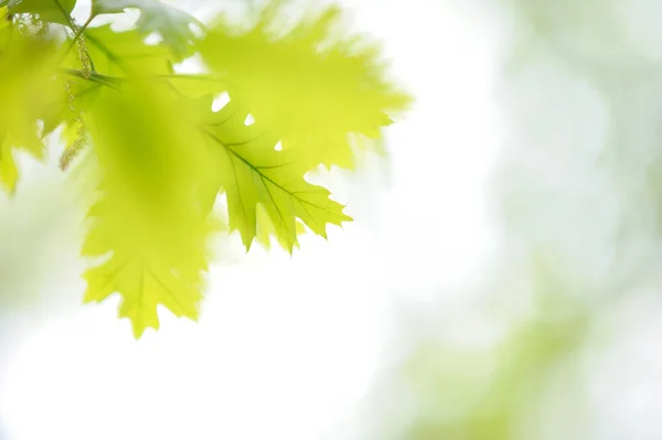 taze yeni yeşil yaprakları parlak güneş ışığı altında