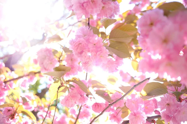 Cherry Blossom. Soft focus, Background Stock Photo