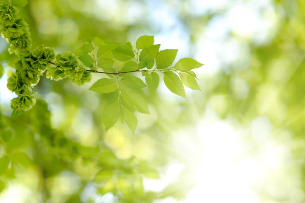 Fresh new green leaves glowing in sunlight Royalty Free Stock Images