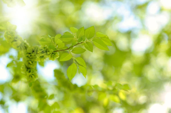 Fresh new green leaves glowing in sunlight Stock Image