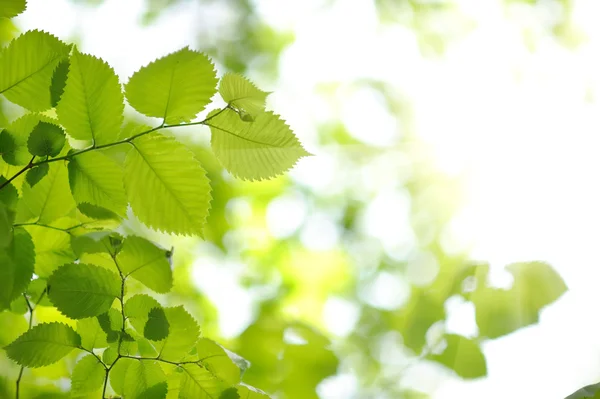 Fresh new green leaves glowing in sunlight Royalty Free Stock Photos