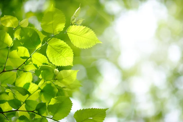 Fresh new green leaves glowing in sunlight Stock Picture