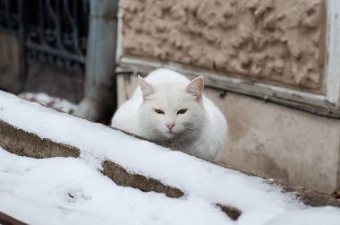 Beyaz sokak kedisi bankta oturuyor. Bahçe kedisi. Terk edilmiş hayvan. Mart kedisi.