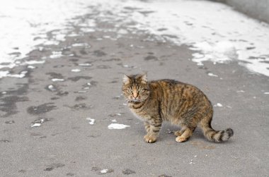 Zencefilli bir sokak kedisi bankta oturur. Bahçe kedisi. Terk edilmiş hayvan. Mart kedisi.