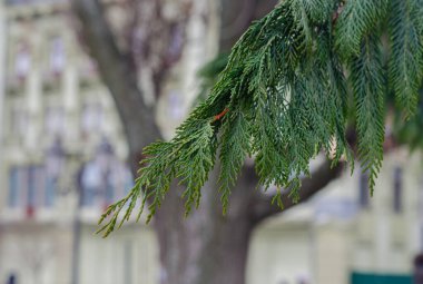 Çam dalı. Noel ağacı. İğneler. Ağaçta çam kozalakları.