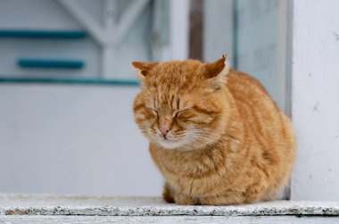 Sokak kedisi deniz kenarında oturur. Bir bahçe zencefilli kedisi bankta oturur. Terk edilmiş hayvan..