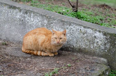 Sokak kedisi. Benekli kedi yürüyor. Terk edilmiş hayvan. Evcil hayvan. Kızıl Mart kedisi.