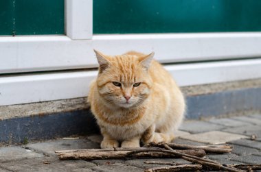Sokak kedisi. Bahçede, sokak kedisi yürüyor. Terk edilmiş hayvan. Gezgin bir hayvan. Benekli kedi..