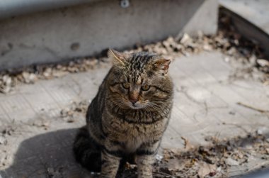 Sokak kedisi. Bahçede, sokak kedisi yürüyor. Terk edilmiş hayvan. Gezgin bir hayvan. Benekli kedi..