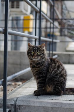 Sokak kedisi. Benekli kedi yürüyor. Terk edilmiş hayvan. Evcil hayvan.