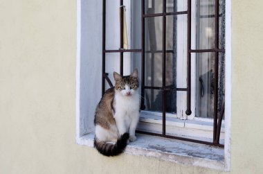 Sokak kedisi. Avlu, terk edilmiş kedi yürüyüşleri. Safkan, evcil hayvan.