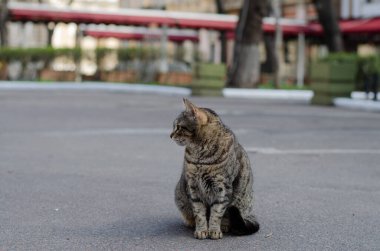 Sokak kedisi yürüyor. Yard, sokak kedisi. Terk edilmiş hayvan. Baharda benekli kedi.