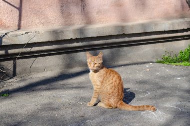 Zencefilli kedi yürüyor. Sokak kedisi terk edilmiş. Safkan hayvan..
