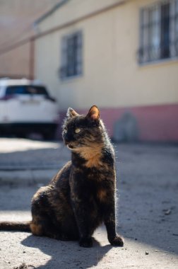 Sokak kedisi yürüyor. Yard, sokak kedisi. Terk edilmiş hayvan. Baharda benekli kedi.