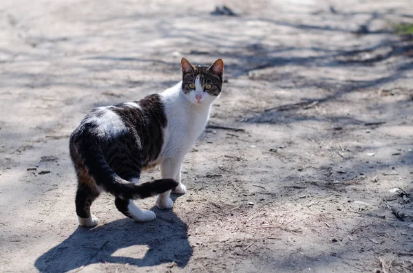 Sokak Kedisi Yürüyor Yard Sokak Kedisi Terk Edilmiş Hayvan Baharda — Stok fotoğraf