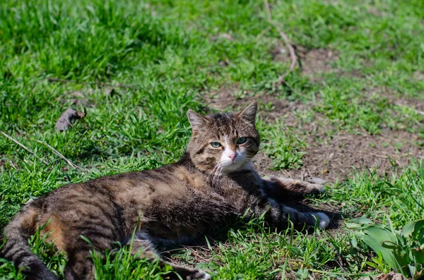 発見された通りの猫が芝生の上に横たわっていて 太陽の下で日光浴をしています ストリートキャット 捨てられたペット — ストック写真