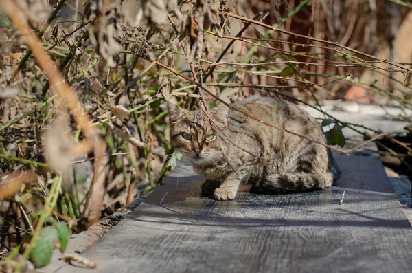 길거리 고양이가 길잃은 고양이 버려진 사냥당한 고양이 — 스톡 사진