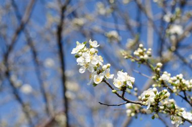 Beyaz bahar çiçekleri. Sakura. Ağaçta yapraklar ve çiçekler açar. Kiraz rengi.