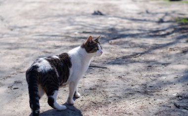 Sokak kedisi. Avlu, terk edilmiş kedi yürüyüşleri. Safkan, evcil hayvan.