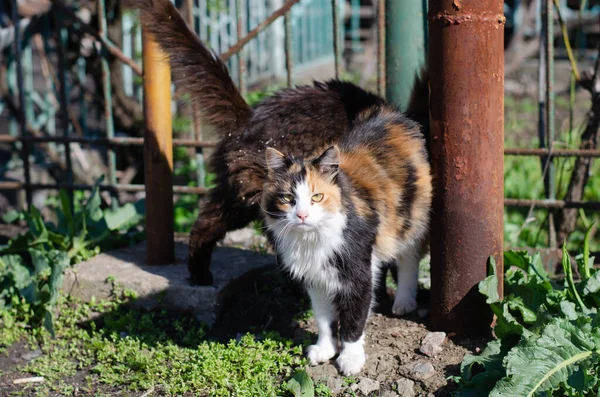街上的猫在走路 院子里被遗弃的猫 纯种宠物 — 图库照片
