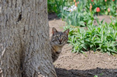 Çiçeklerin arasındaki sokak kedisi. Sokak kedisi yürüyor. Mart kedisi. Terk edilmiş hayvan..