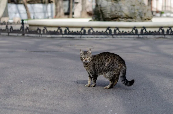 Γάτα Του Δρόμου Περπατάει Γάτα Πορείας Ένα Περιπλανώμενο Κατοικίδιο — Φωτογραφία Αρχείου