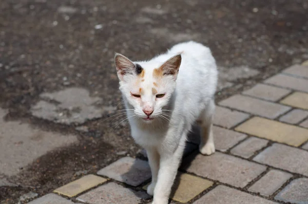 Die Straßenkatze Läuft Märzkatze Ein Wanderndes Haustier — Stockfoto